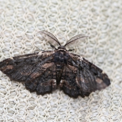 Pholodes sinistraria (Sinister or Frilled Bark Moth) at Higgins, ACT - 29 Dec 2017 by AlisonMilton