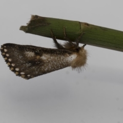 Epicoma contristis (Yellow-spotted Epicoma Moth) at Higgins, ACT - 29 Dec 2017 by AlisonMilton