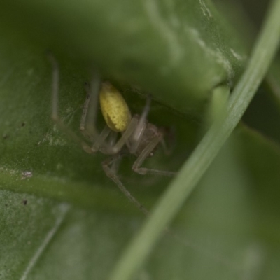 Cheiracanthium sp. (genus) (Unidentified Slender Sac Spider) at Higgins, ACT - 19 Dec 2017 by AlisonMilton