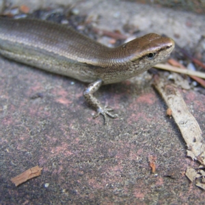 Lampropholis delicata at Kambah, ACT - 30 Dec 2017