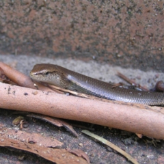 Lampropholis delicata at Kambah, ACT - 30 Dec 2017