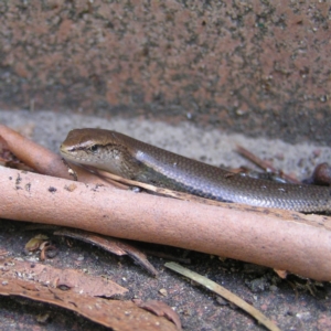 Lampropholis delicata at Kambah, ACT - 30 Dec 2017 02:51 PM