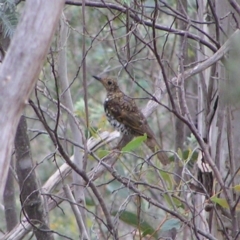 Zoothera lunulata (Bassian Thrush) at Booth, ACT - 31 Dec 2017 by MatthewFrawley