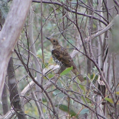 Zoothera lunulata (Bassian Thrush) at Booth, ACT - 31 Dec 2017 by MatthewFrawley