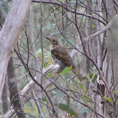 Zoothera lunulata (Bassian Thrush) at Booth, ACT - 30 Dec 2017 by MatthewFrawley