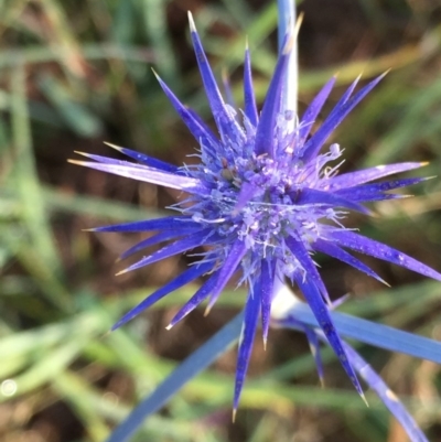 Eryngium ovinum (Blue Devil) at Googong, NSW - 2 Jan 2018 by Wandiyali