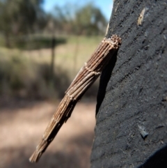 Lepidoscia arctiella (Tower Case Moth) at Belconnen, ACT - 21 Dec 2017 by CathB