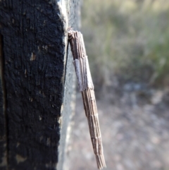 Lepidoscia arctiella at Belconnen, ACT - 22 Dec 2017