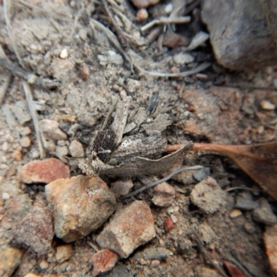 Hyalarcta huebneri (Leafy Case Moth) at Cook, ACT - 22 Dec 2017 by CathB