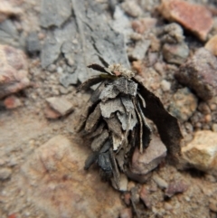 Hyalarcta huebneri at Cook, ACT - 22 Dec 2017 10:05 AM