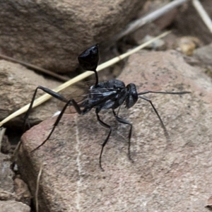 Acanthinevania sp. (genus) at Cotter River, ACT - 21 Dec 2017 01:26 PM