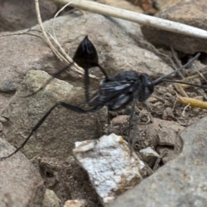 Acanthinevania sp. (genus) at Cotter River, ACT - 21 Dec 2017 01:26 PM
