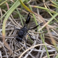 Acanthinevania sp. (genus) at Cotter River, ACT - 21 Dec 2017