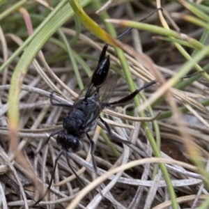 Acanthinevania sp. (genus) at Cotter River, ACT - 21 Dec 2017 01:26 PM