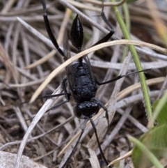 Acanthinevania sp. (genus) at Cotter River, ACT - 21 Dec 2017