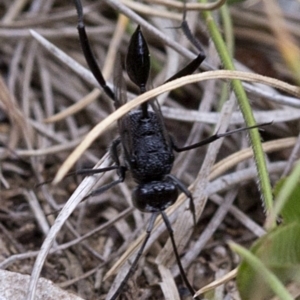 Acanthinevania sp. (genus) at Cotter River, ACT - 21 Dec 2017 01:26 PM