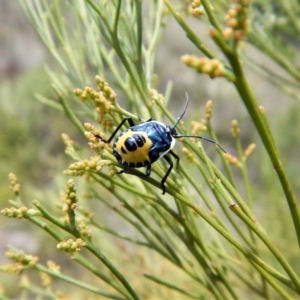 Commius elegans at Belconnen, ACT - 22 Dec 2017