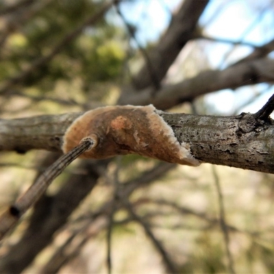 Septobasidium sp. at Aranda Bushland - 21 Dec 2017 by CathB