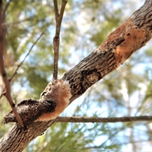 Septobasidium sp. at Belconnen, ACT - 22 Dec 2017