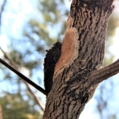 Psychidae (family) IMMATURE at Belconnen, ACT - 22 Dec 2017 10:36 AM