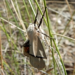 Gastrophora henricaria (Fallen-bark Looper, Beautiful Leaf Moth) at Belconnen, ACT - 22 Dec 2017 by CathB