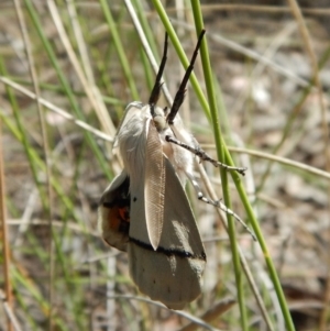 Gastrophora henricaria at Belconnen, ACT - 22 Dec 2017