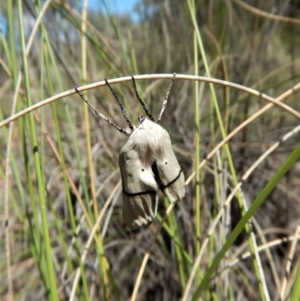 Gastrophora henricaria at Belconnen, ACT - 22 Dec 2017