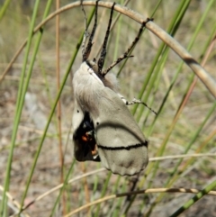 Gastrophora henricaria at Belconnen, ACT - 22 Dec 2017