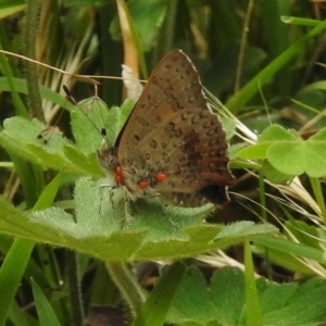 Paralucia aurifera at Paddys River, ACT - 29 Dec 2017