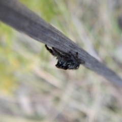 Salticidae (family) (Jumping spider) at Belconnen, ACT - 22 Dec 2017 by CathB