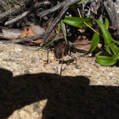 Acripeza reticulata (Mountain Katydid) at Cotter River, ACT - 17 Jan 2009 by Illilanga