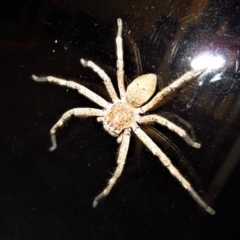 Neosparassus calligaster (Beautiful Badge Huntsman) at Cook, ACT - 24 Dec 2017 by CathB