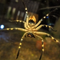 Neosparassus calligaster at Cook, ACT - 24 Dec 2017