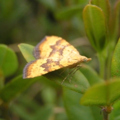 Chrysolarentia correlata at Booth, ACT - 31 Dec 2017