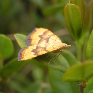 Chrysolarentia correlata at Booth, ACT - 31 Dec 2017