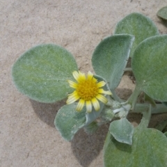 Arctotheca populifolia (Beach Daisy) at Pambula Beach, NSW - 1 Dec 2017 by DeanAnsell