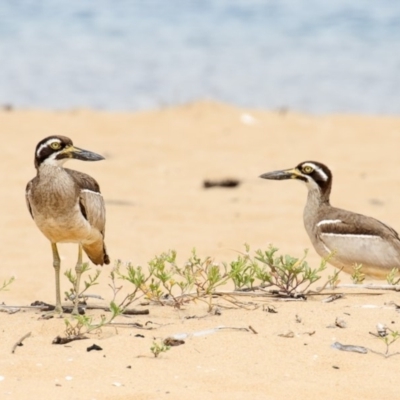 Esacus magnirostris (Beach Stone-curlew) at Mogareeka, NSW - 2 Jan 2018 by Leo