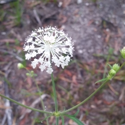 Trachymene composita var. composita at Pambula Beach, NSW - 1 Jan 2018 by DeanAnsell