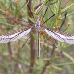 Tipulidae sp. (family) (Unidentified Crane Fly) at Booth, ACT - 30 Dec 2017 by MatthewFrawley