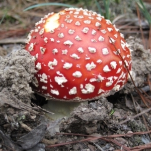 Amanita muscaria at Wamboin, NSW - 27 Mar 2012 03:13 PM