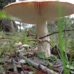 Amanita muscaria at Wamboin, NSW - 27 Mar 2012 03:13 PM