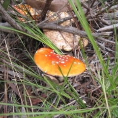Amanita muscaria at Wamboin, NSW - 27 Mar 2012 03:13 PM
