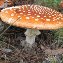 Amanita muscaria at Wamboin, NSW - 27 Mar 2012 03:13 PM
