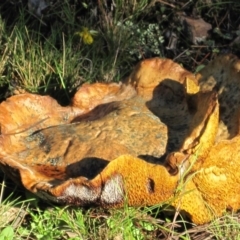 zz bolete at Wamboin, NSW - 18 Mar 2012 by natureguy