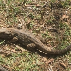 Pogona barbata (Eastern Bearded Dragon) at Greenway, ACT - 2 Jan 2018 by Deanoe