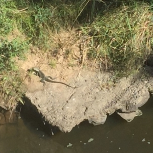 Intellagama lesueurii howittii at Greenway, ACT - 2 Jan 2018 08:55 AM