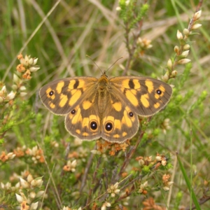 Heteronympha cordace at Booth, ACT - 31 Dec 2017