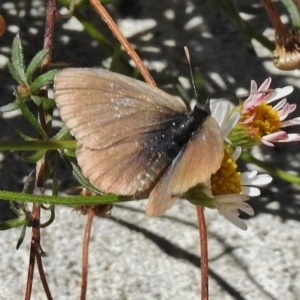 Zizina otis at Wanniassa, ACT - 30 Dec 2017 01:39 PM