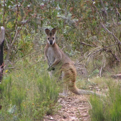 Notamacropus rufogriseus (Red-necked Wallaby) at Booth, ACT - 31 Dec 2017 by MatthewFrawley