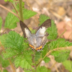 Jalmenus evagoras (Imperial Hairstreak) at Booth, ACT - 31 Dec 2017 by MatthewFrawley